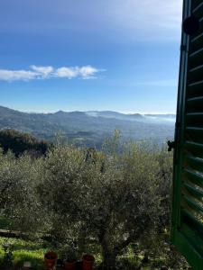a view of the hills from an olive tree at La casa del colle in Colle di Buggiano