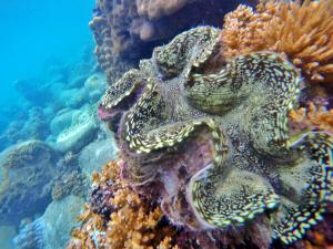 a starfish on the reef in the ocean at Perhentian Island Resort in Perhentian Islands