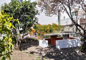 a bench in a garden with trees and flowers at La Palma Hostel by Pension Central in Fuencaliente de la Palma +43 photos