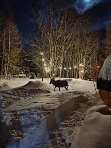 a black dog running in the snow at night at Pionier in Starý Smokovec