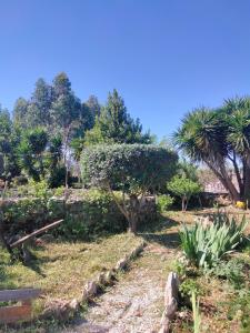 a garden with palm trees and a stone wall at Casinha de Chanca in Chanca