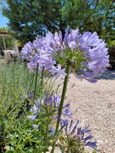 a bunch of purple flowers in a garden at Casinha de Chanca in Chanca