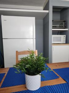 a potted plant sitting on a table in a kitchen at Ola Azul Apartment in Punta Santiago