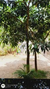 a bench under two trees in a park at The Haira Retreat in Kappil