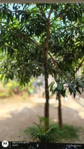 a tree with green leaves in a park at The Haira Retreat in Kappil