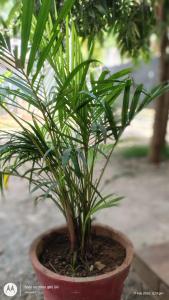a small green plant in a red pot at The Haira Retreat in Kappil