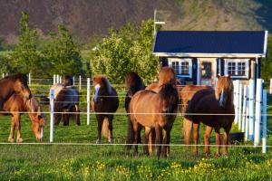 Altri animali domestici presso la casa vacanze o nei dintorni