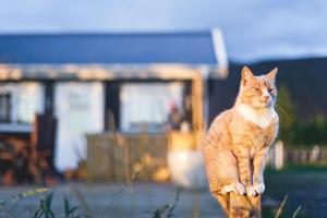 Ospiti di Akurgerði Guesthouse 2 - Country Life Style con animali domestici