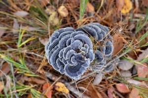 ein blauer Kiefernzapfen liegt auf dem Boden in der Unterkunft Seminare in Karuizawa