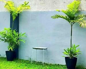 two palm trees and a table next to a wall at Jumira Staycation in Tagum