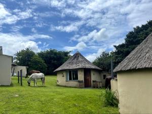 a horse grazing in a field next to a building at THE HAVEN HOTEL in Mpume +19 photos