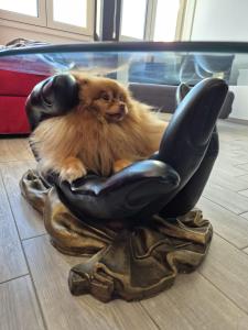 a small dog sitting in a black chair at Honey House - vista lago e montagne in Luino