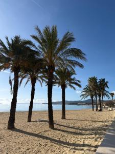 a row of palm trees on a sandy beach at Mazet avec piscine collective in Le Lavandou