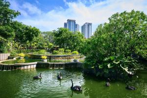 a group of swans in the water in a park at Hilton Colombo Hotel in Colombo +90 photos