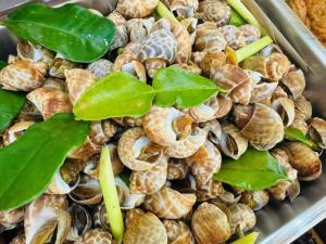 a pile of snails in a tray with green leaves at ไทยพราส in Ban Sam Ngam (2)