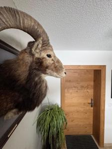 a stuffed animal of a ram hanging on a wall at Gästehaus Johannes in Niedernsill +70 photos