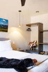 a dog laying on a bed in a bedroom at Cuchara Lokal in La Veta +2 photos