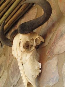 un cráneo de animal con cuernos en una pared en Kukama's Rest at Zebula 317 en Mabula