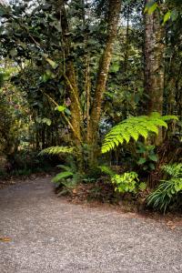 a large green plant in the middle of a forest at Cabaña kloski in Damita