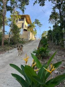 a dog walking down a road in front of a house at Vista Cadlao in El Nido