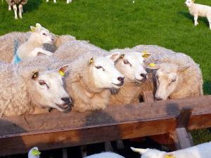 um grupo de ovelhas olhando sobre uma cerca de madeira em duin/vuurtorenzicht em De Cocksdorp