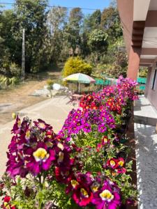 a bunch of flowers in a garden next to a building at Elves Homestay in Rhenok