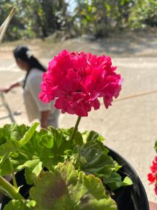 a pink flower in a pot next to a plant at Elves Homestay in Rhenok