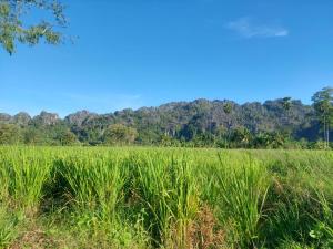 a field of grass with mountains in the background at เจอาร์รีสอร์ท ที่พักบ้านมุงเนินมะปราง in Ban Mung