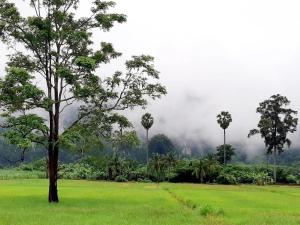 a tree in a field with fog in the background at เจอาร์รีสอร์ท ที่พักบ้านมุงเนินมะปราง in Ban Mung