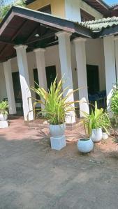 a group of plants in pots in front of a building at Pasindu Garden in Vavuniya