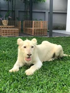a white dog laying in the grass at Live with lion in Chiang Mai