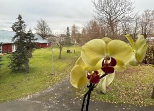 a yellow flower in a field with a red barn at Wallamaja Hostel in Järvakandi