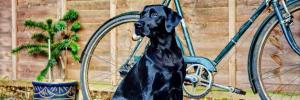 Ein schwarzer Hund sitzt vor einem Fahrrad in der Unterkunft Alde Barn in Stonham Aspall