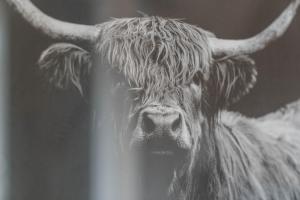 a cow with long horns is looking at the camera at mySTAYINN Strathblane House in Inverness +81 photos