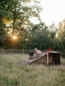 two sheep sitting on a structure in a field at Prullenbos Tiny House Nutz Nest in Wetteren +41 photos
