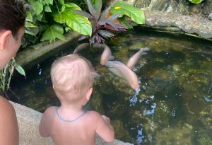 a young child looking at koi fish in a pond at BOUTIQUE-VILLA with Suites & Rooms in Karon Beach