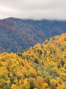 an autumn view of a mountain with trees at Panoramic Wood Cabin in Itʼkhvisi +9 photos