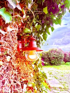 a red light hanging from a ivy covered wall at La Ferme des Roses in Tournai +14 photos