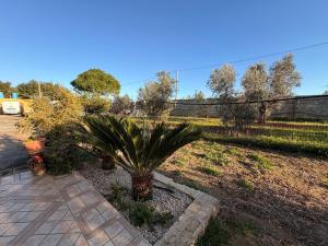 a palm tree in a yard with a fence at Villa Flora Gallipoli in Il Monte