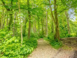 a path in a forest with trees and plants at The Cottage in Slickly
