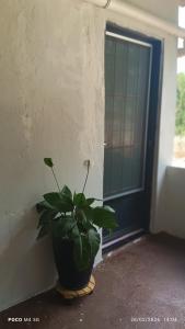 a plant in a pot sitting next to a door at Pousada santos ll, kitnet confortável com ar condicionado in Londrina