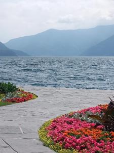 a bunch of flowers in front of the water at Casa Camelia in Intragna
