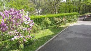 a garden with purple flowers next to a road at Abéane in Châtel-Guyon