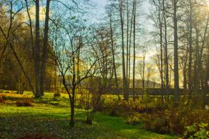 a group of trees in a field with the sun shining through at Kirjakkalan Ruukkikylä in Teijo