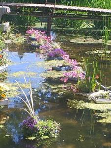 a garden with a pond with flowers and a bridge at Domki bungalowe nr 8 in Stosrow