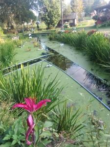 a pond in a garden with a pink flower at Domki bungalowe nr 8 in Stosrow