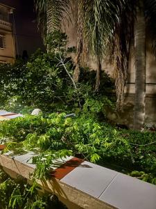 a bunch of plants on the ground next to a building at Le Havre, de joie in Alger