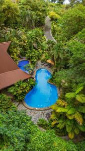 an overhead view of a small pond in a forest at Lost Iguana Resort and Spa in Fortuna