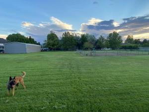 a dog standing in the grass in a field at Lehi East Bench Private Studio! in Lehi