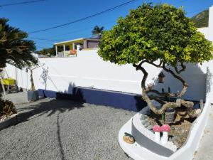 a bonsai tree in a pot next to a building at Bel Horizon in La Désirade +9 photos